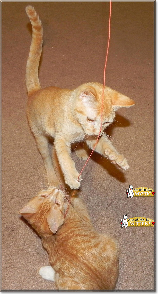 Mystic, Mittens, the Cat of the Day