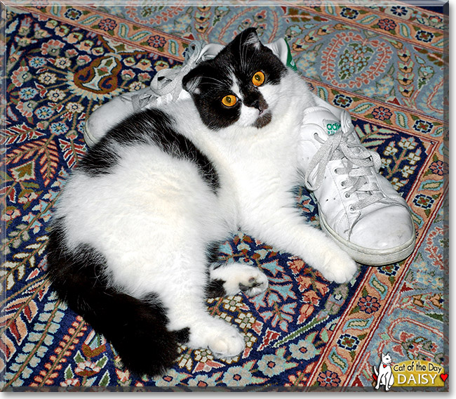Daisy, the Cat of the Day