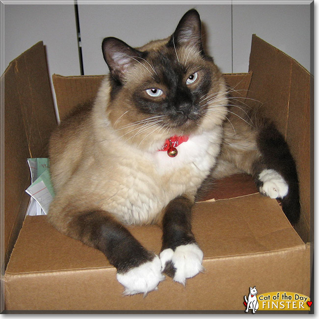 Finster, the Cat of the Day