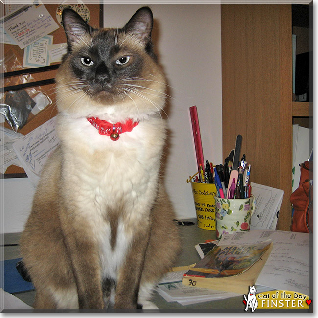 Finster, the Cat of the Day Finster, the Cat of the Day