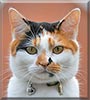 Anuska the Short haired Calico