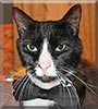 Izabella the American Shorthair
