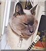 Oliver the Siamese Bluepoint