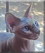 Jada the Sphynx Cat