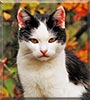 Vlek the Domestic Shorthair