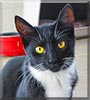 Eloise the Tuxedo Shorthair