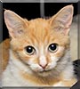 Peaches the Orange Tabby