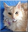 Cinnamon the Maine Coon Cat