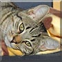 Tommy the European Shorthair