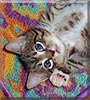 Dustin the Tabby