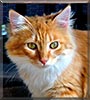 Ginger the Persian mix