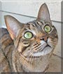 Navi the Tabby