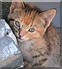 Anna the Multicolored Tabby