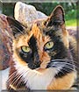 Marmie the Domestic Shorthair