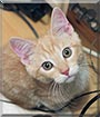 Elmeri the Cat