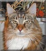 Rikki the Maine Coon cat