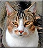Ckali the Domestic Shorthair