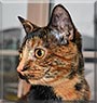 Maisy the Tortoiseshell Shorthair