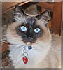 Cheshire the Siamese, Ragdoll