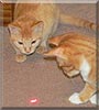 Mystic, Mittens the Orange Tabby