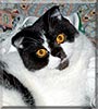 Daisy the Scottish Fold