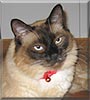 Finster the Snowshoe