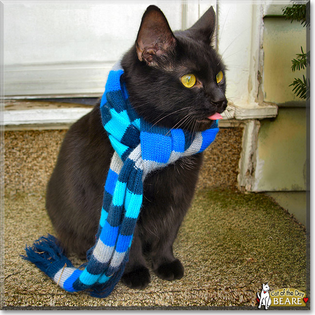 Beare, the Cat of the Day