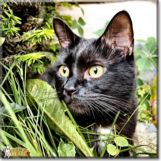 Beare, the Cat of the Day Beare, the Cat of the Day