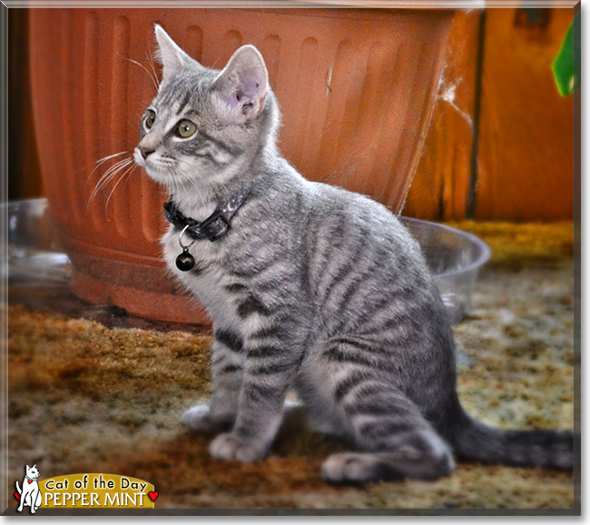 Pepper Mint, the Cat of the Day