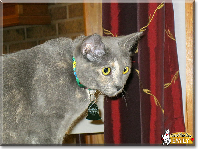 Emily, the Cat of the Day