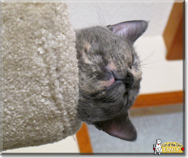 Emily, the Cat of the Day