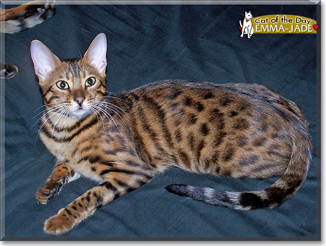 Emma-Jade, the Cat of the Day