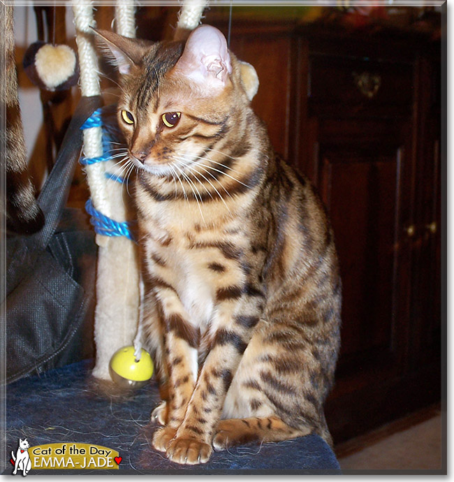 Emma-Jade, the Cat of the Day Emma-Jade, the Cat of the Day