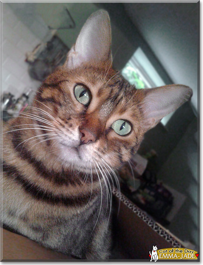 Emma-Jade, the Cat of the Day Emma-Jade, the Cat of the Day