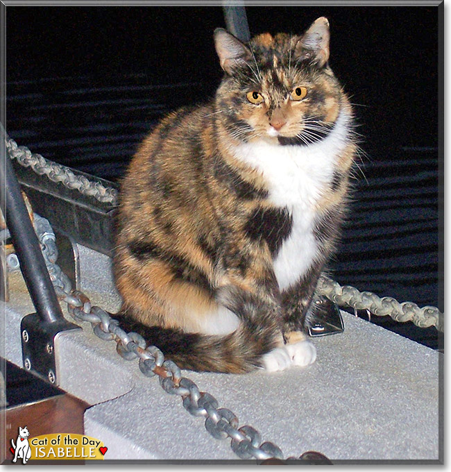 Isabelle, the Cat of the Day