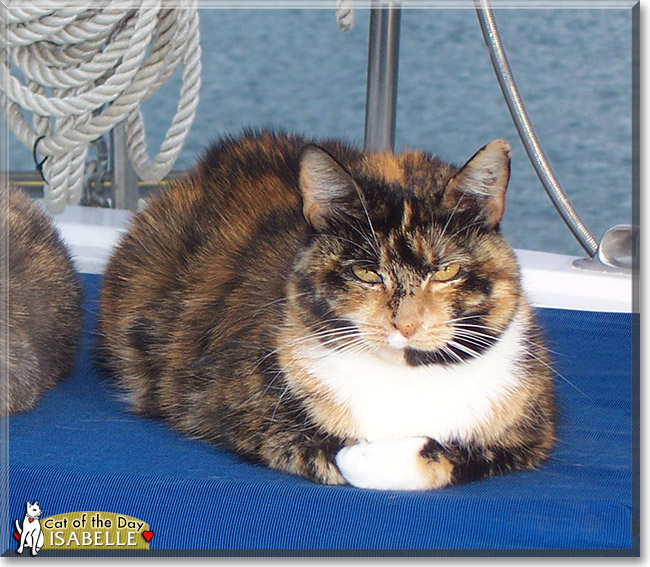 Isabelle, the Cat of the Day Isabelle, the Cat of the Day