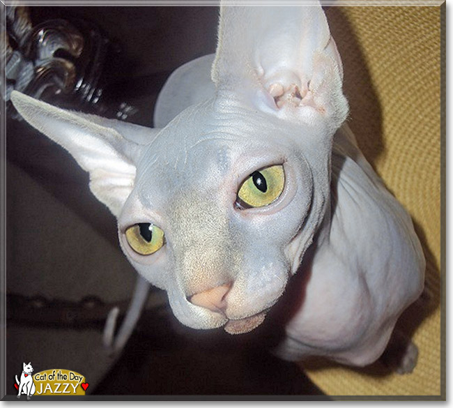 Jazzy, the Cat of the Day