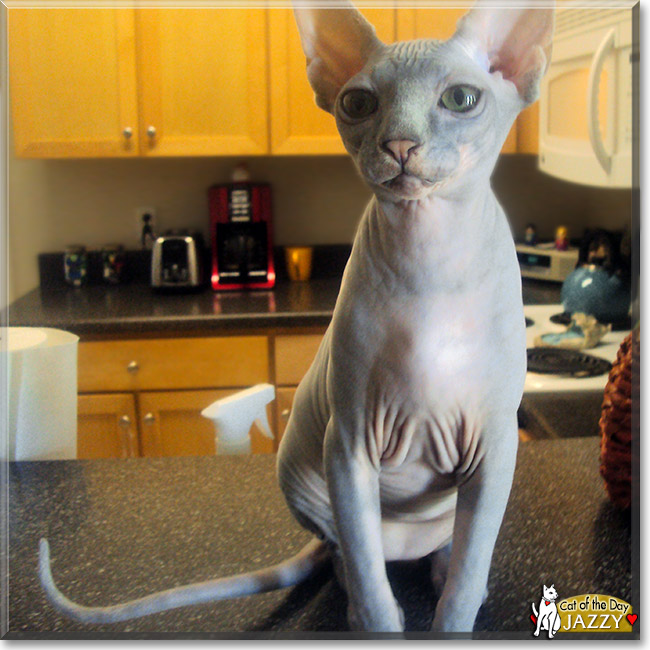 Jazzy, the Cat of the Day Jazzy, the Cat of the Day