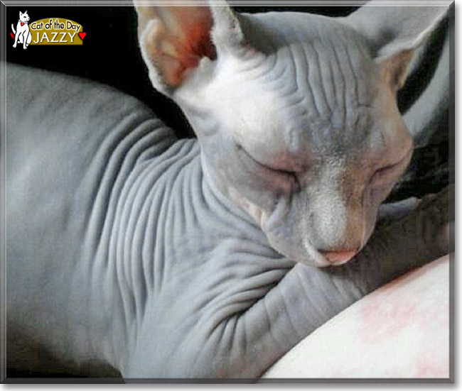 Jazzy, the Cat of the Day Jazzy, the Cat of the Day