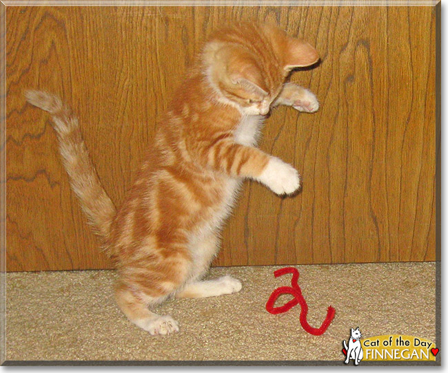 Finnegan, the Cat of the Day Finnegan, the Cat of the Day