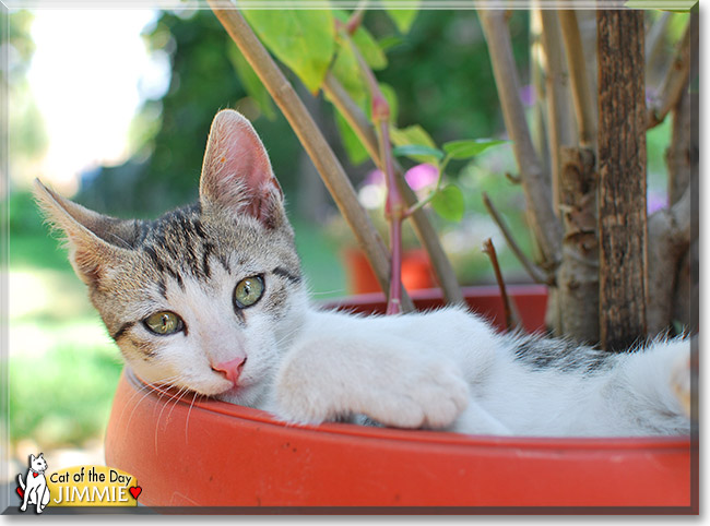 Jimmie, the Cat of the Day
