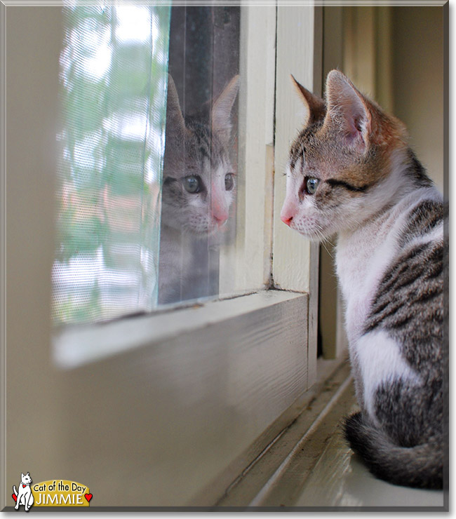 Jimmie, the Cat of the Day Jimmie, the Cat of the Day