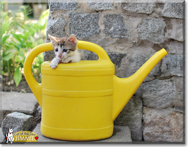 Jimmie, the Cat of the Day Jimmie, the Cat of the Day