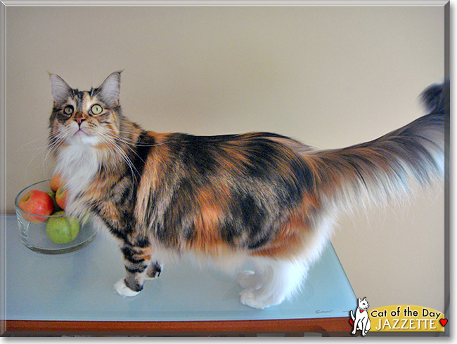 Jazzette, the Cat of the Day
