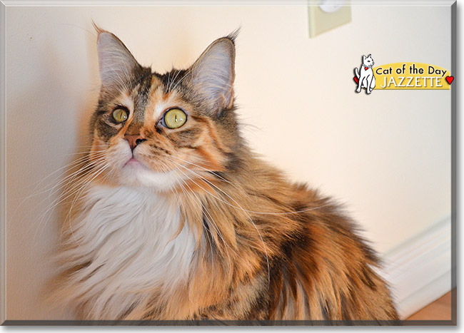 Jazzette, the Cat of the Day Jazzette, the Cat of the Day