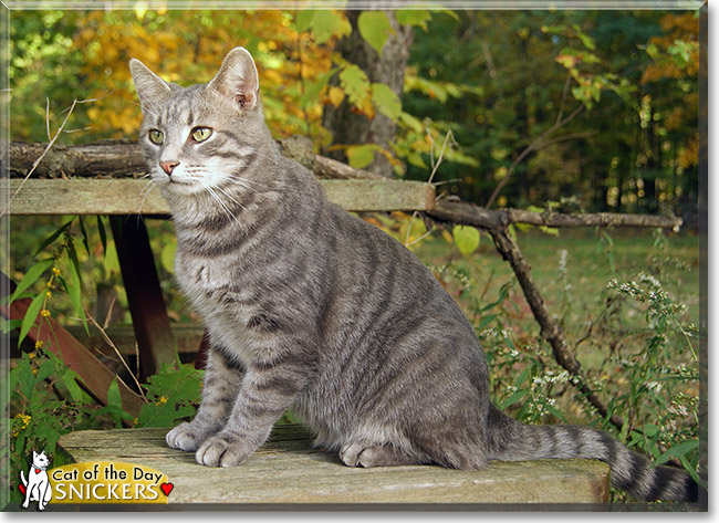 Snickers, the Cat of the Day