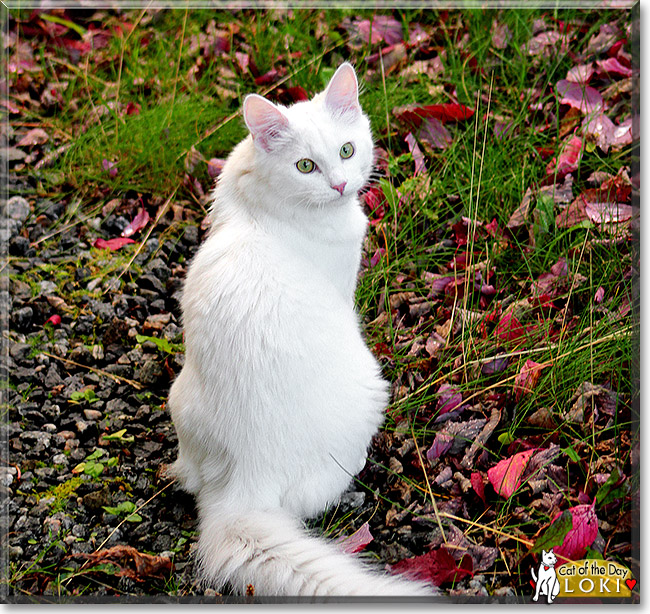 Loki, the Cat of the Day