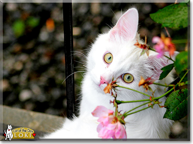 Loki, the Cat of the Day