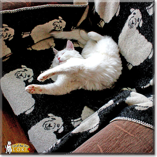 Loki, the Cat of the Day