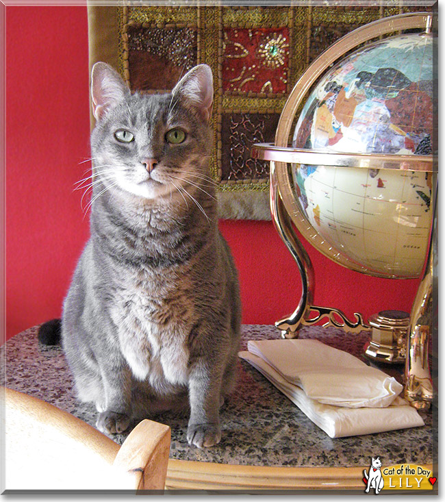 Lily, the Cat of the Day